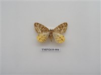 藏品(尺蛾125)的圖片